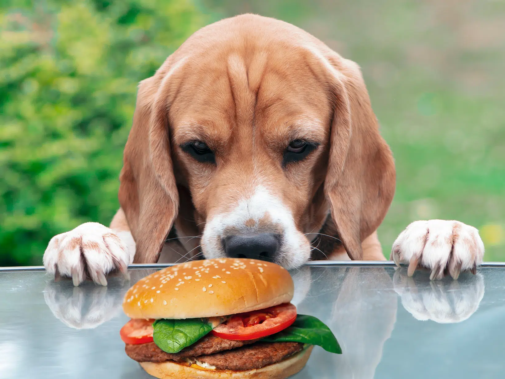Mag een hond hamburger eten?