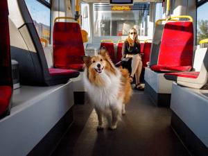 Mag een hond mee in de tram?