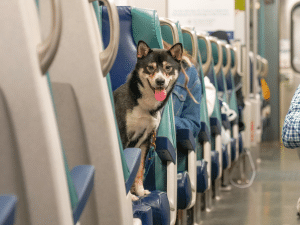 Mag een hond mee in de trein?
