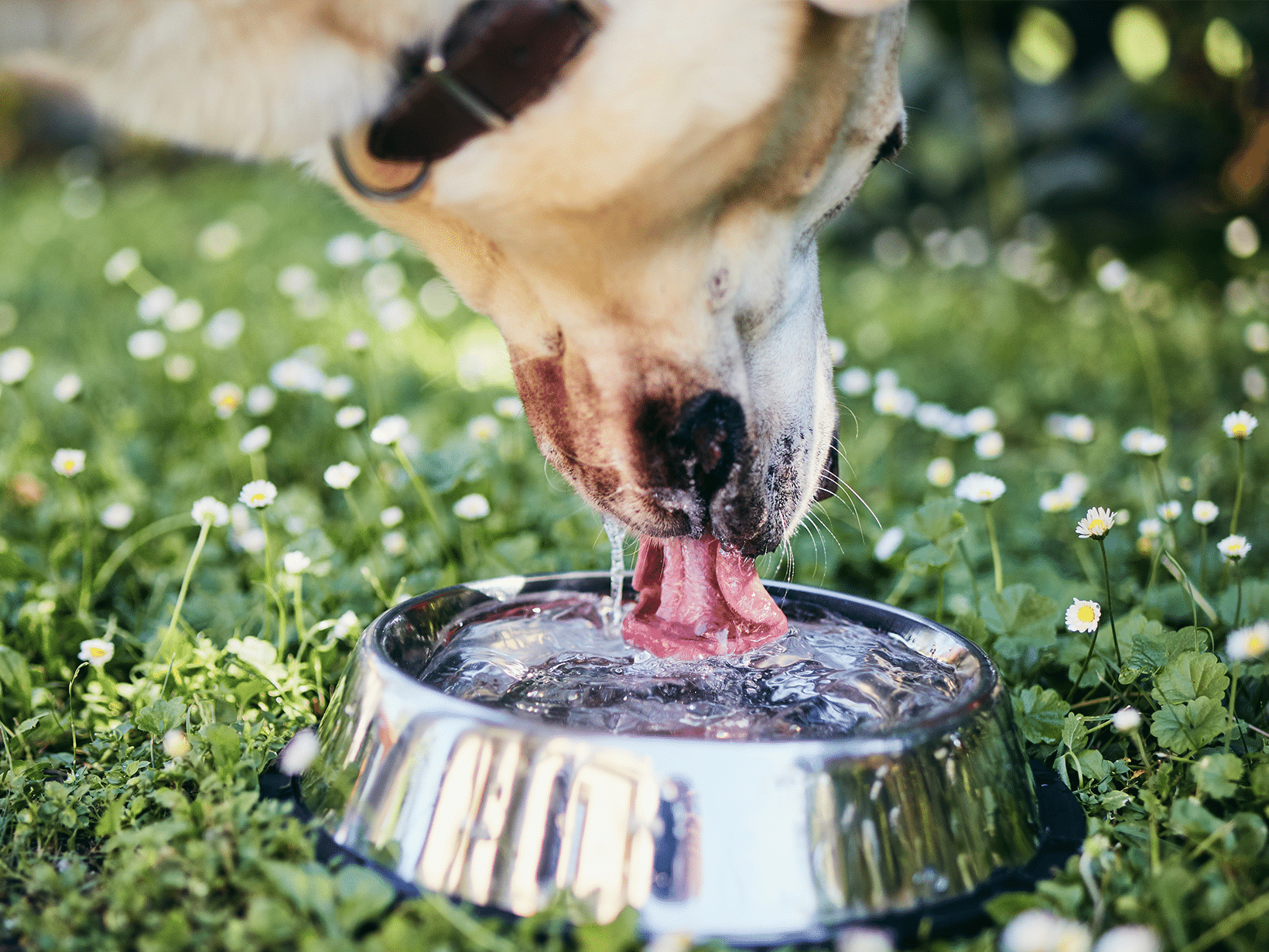 Mag een hond koud water drinken?