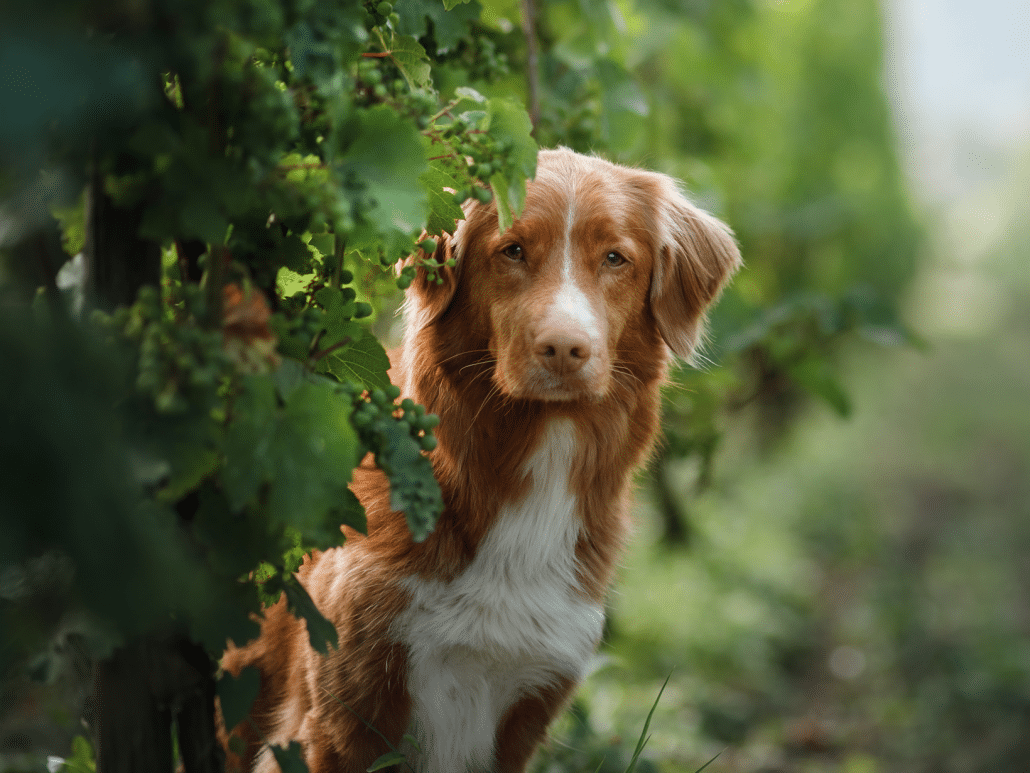 Mag een hond kruisbessen? Veilige voedingstips voor honden