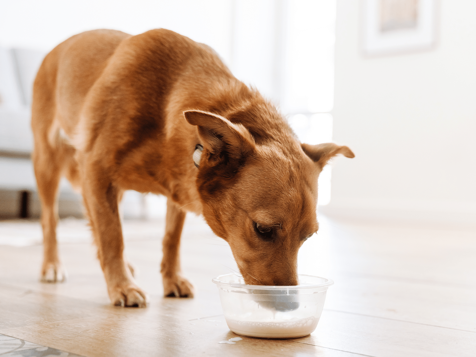 Mag een hond lactosevrije melk?