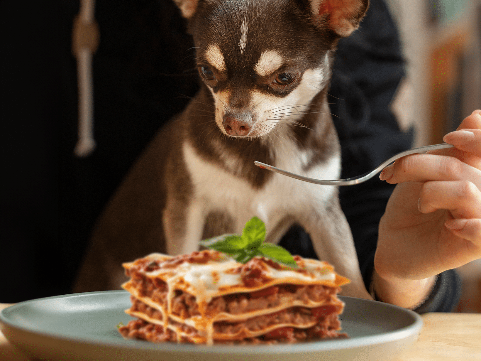 Mag een hond lasagne?