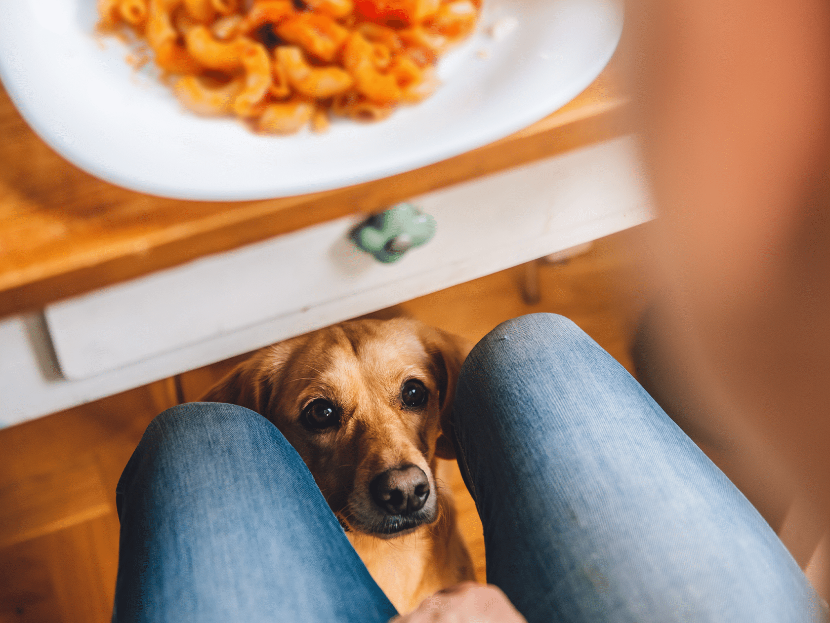 Mag een hond macaroni?