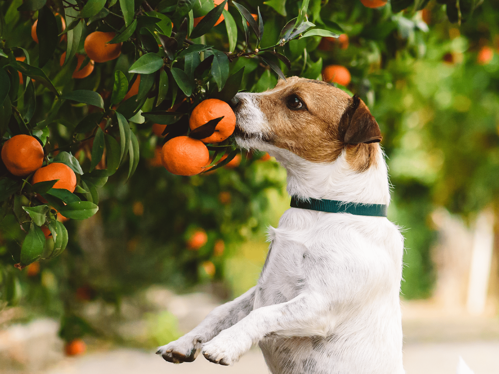 Mag een hond mandarijn?
