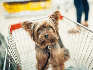 Mag een hond mee de supermarkt in?