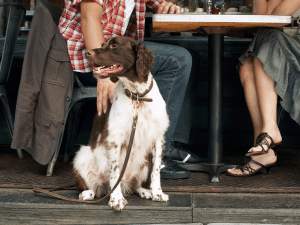 Mag een hond mee in een restaurant?