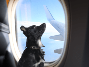 Mag een hond mee in het vliegtuig?