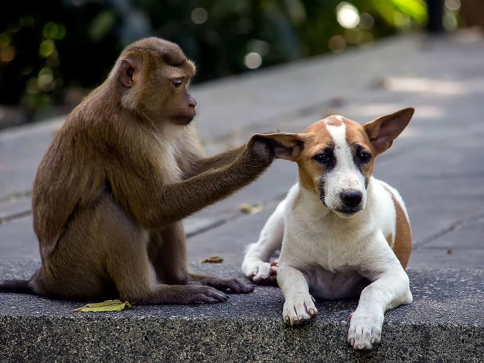 Mag een hond mee naar de Apenheul?