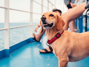 Mag een hond mee op een cruise?