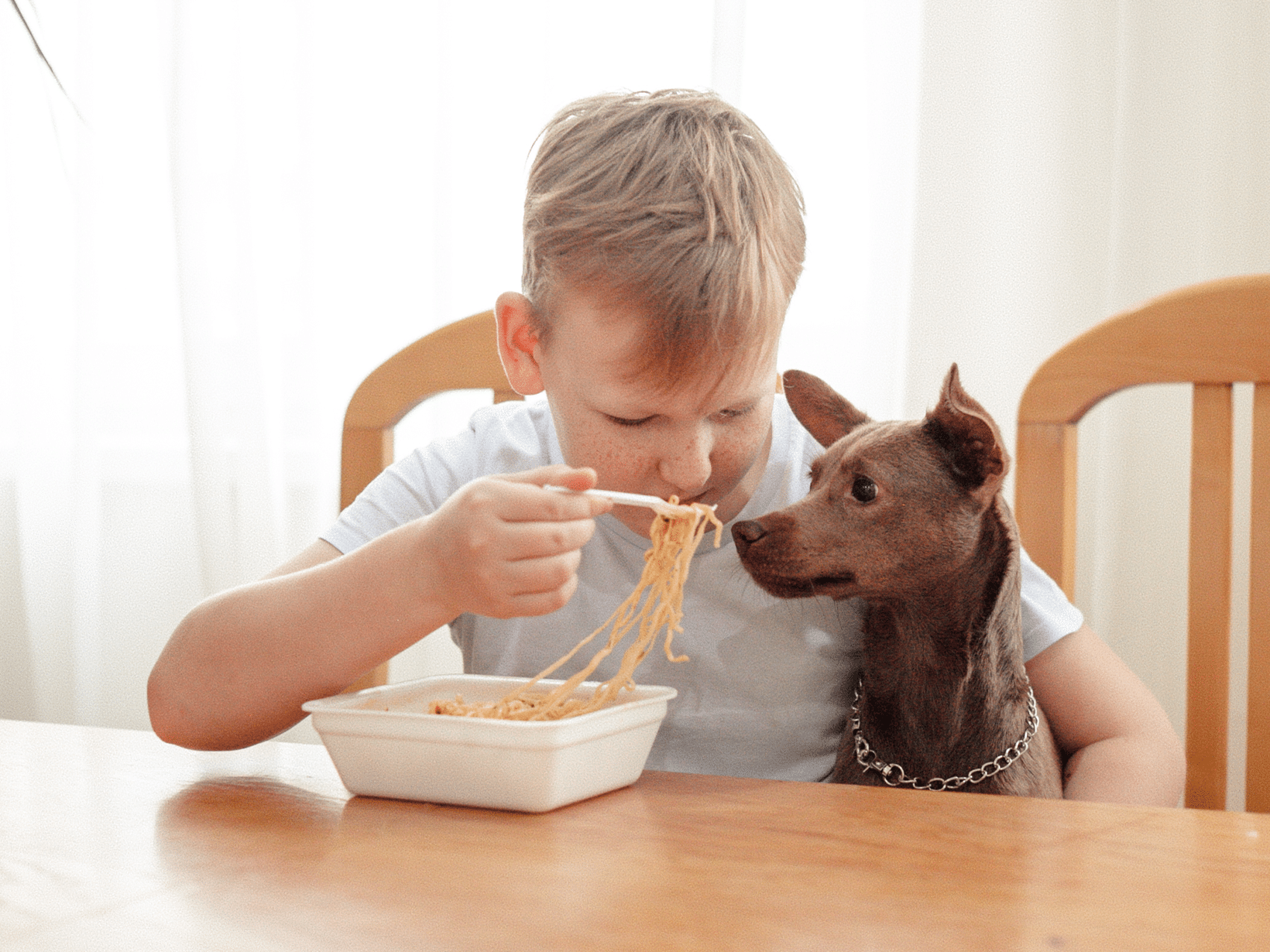 Mag een hond noodles?