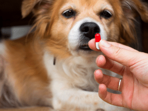 Mag een hond paracetamol?
