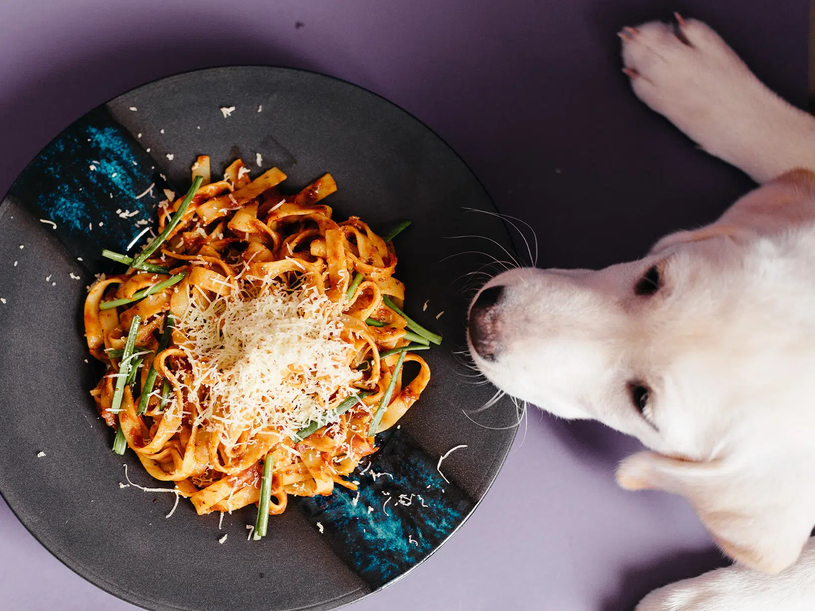 Mag een hond pasta?