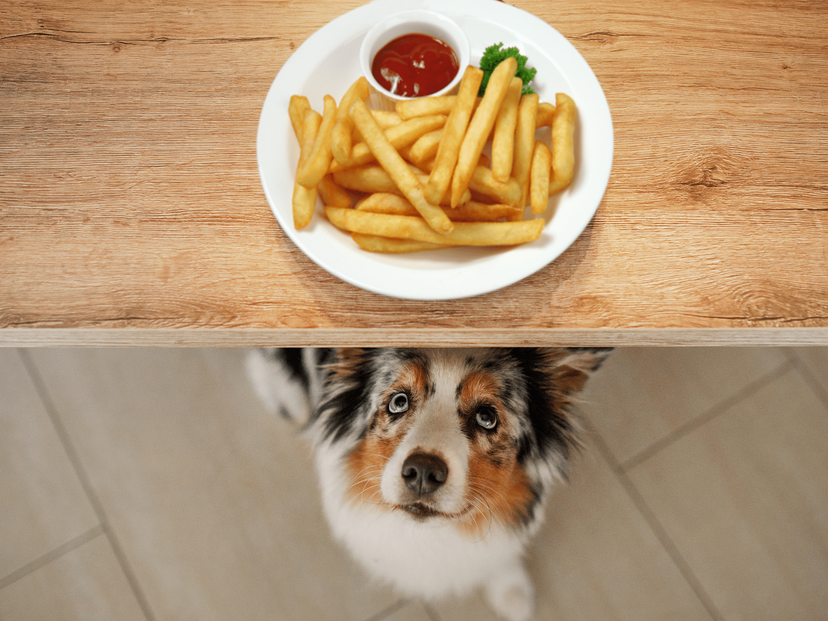 Mag een hond patat?