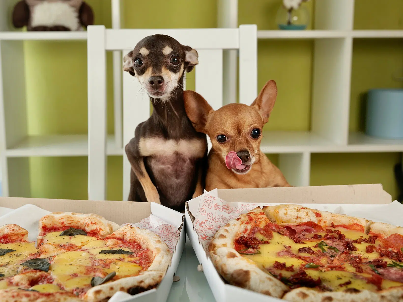Mag een hond pizza?