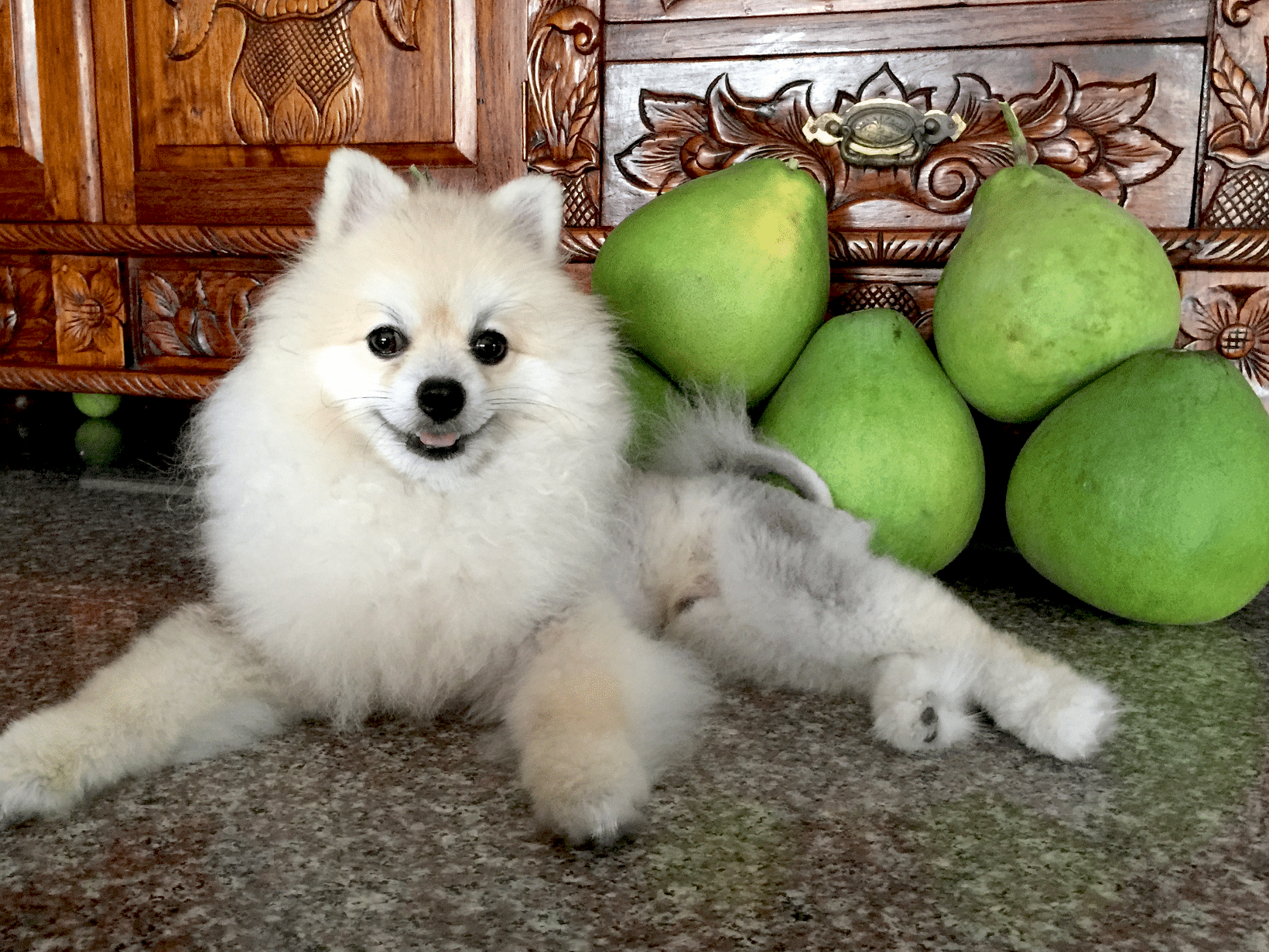 Mag een hond pomelo?
