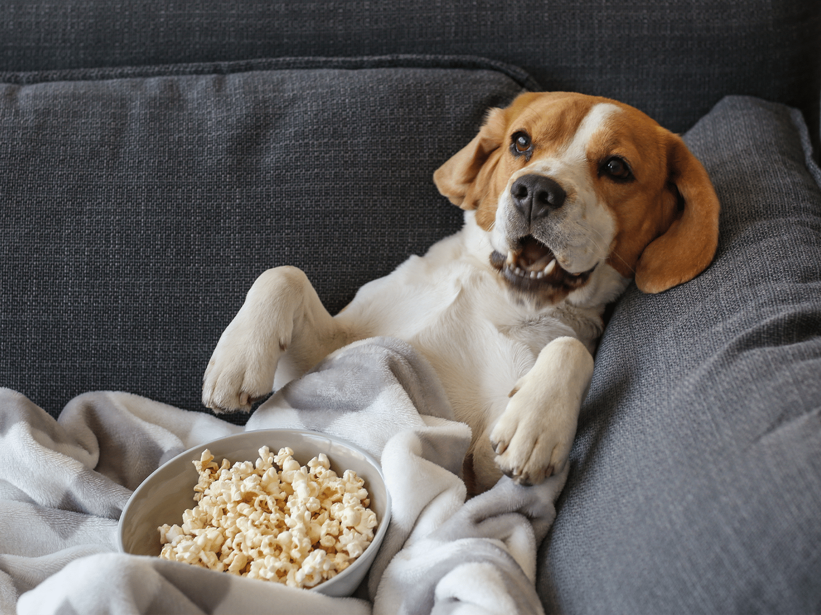 Mag een hond popcorn?