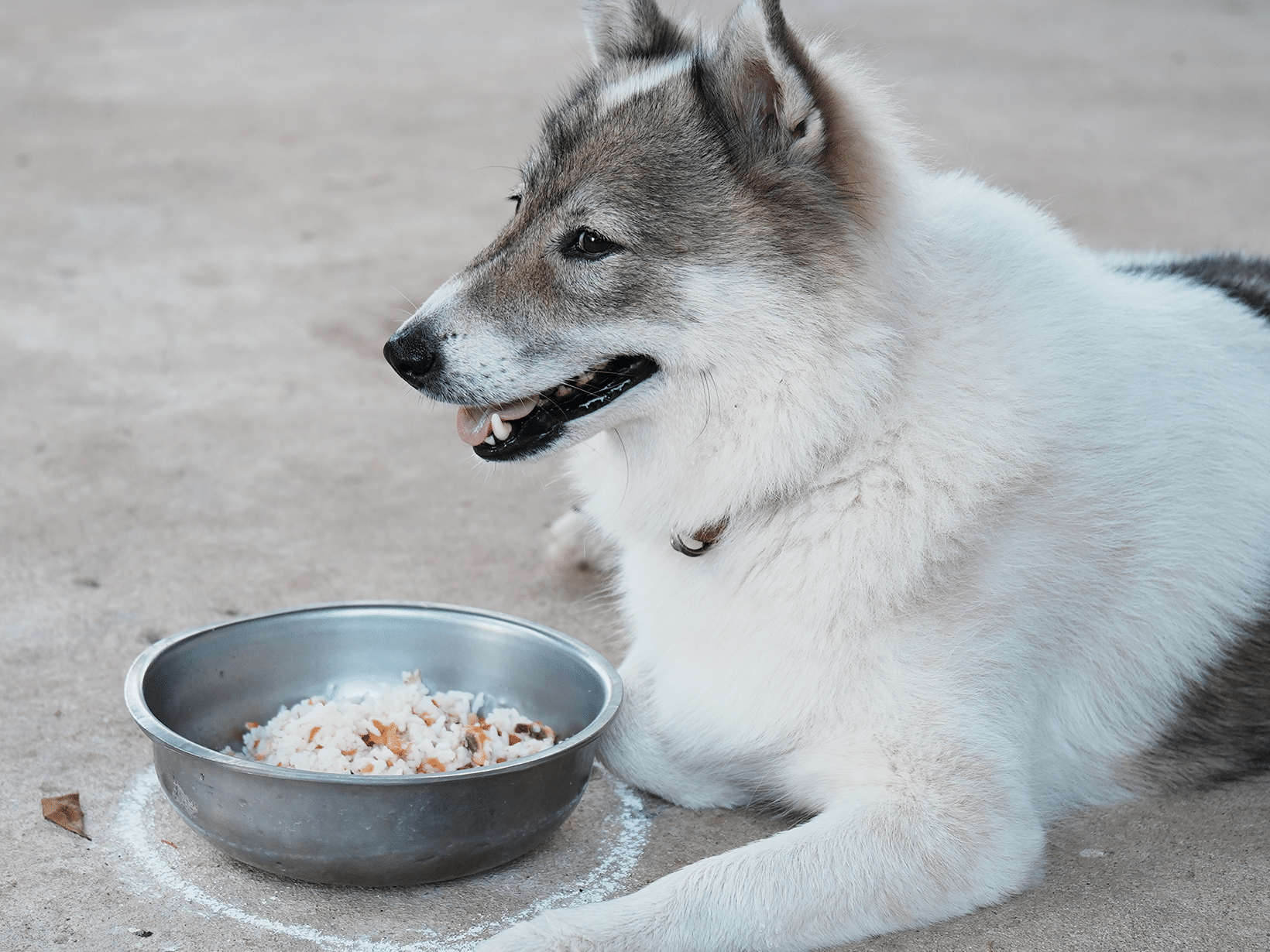 Mag een hond rijst?