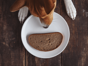 Mag een hond roggebrood?