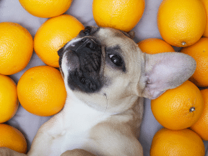 Mag een hond sinaasappel?