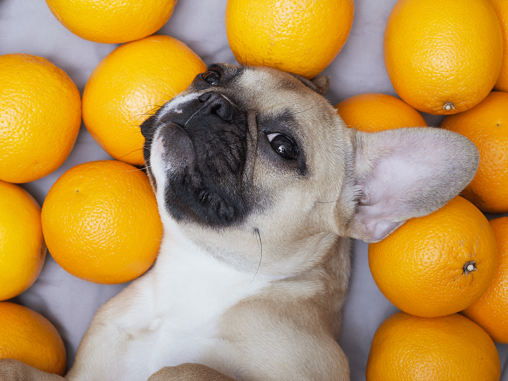 Mag een hond sinaasappel?