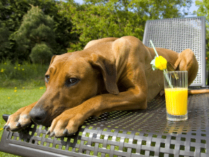 Mag een hond sinaasappelsap?