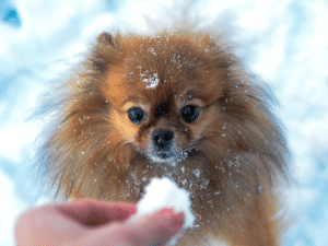 Mag een hond sneeuw eten?