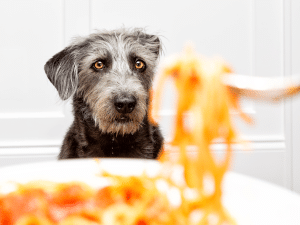 Mag een hond spaghetti?
