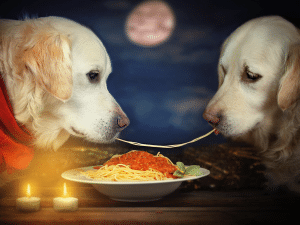 Mag een hond spaghettisaus?