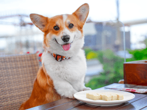 Mag een hond tofu?