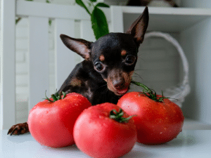 Mag een hond tomatensaus?