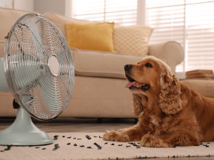 Mag een hond voor de ventilator liggen?