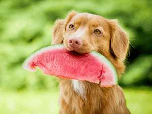 Mag een hond watermeloen?