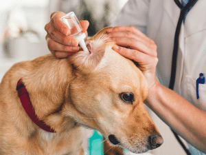 Mag een hond zwemmen met oorontsteking?