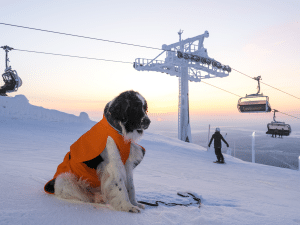 Mag een hond mee in skilift?