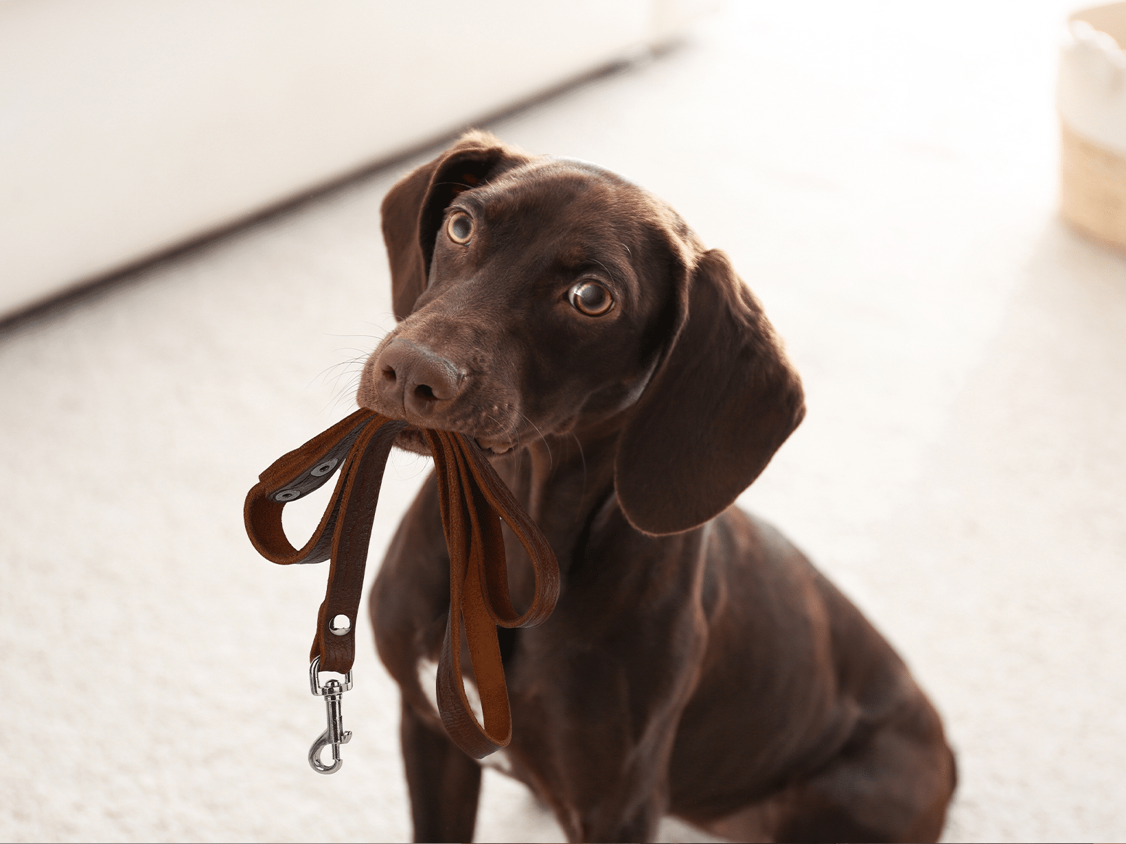 Mag een hond mee naar het stembureau?