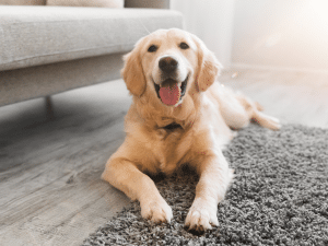 Mag een huisbaas een hond verbieden?