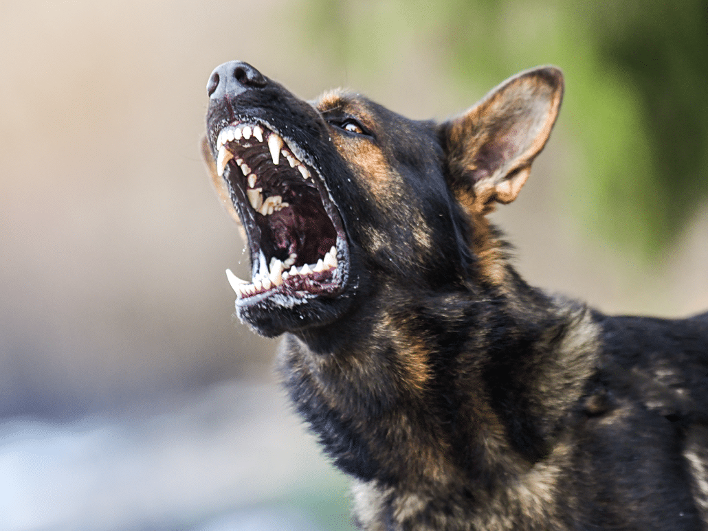 Mag Je Een Hond Doden Als Die Je Aanvalt