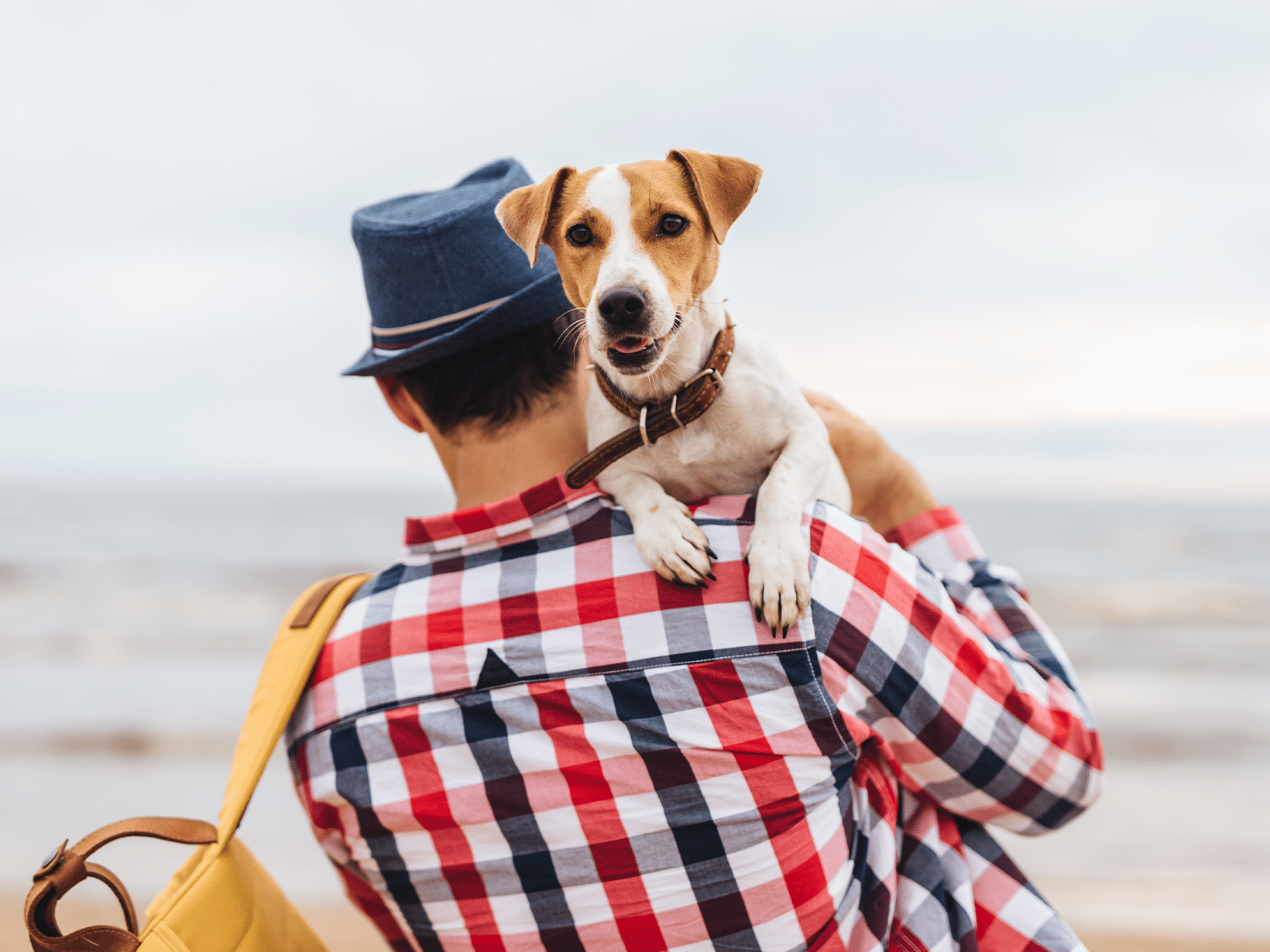 Mag je een hond optillen?