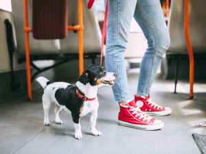 Mag je met een hond in de bus?