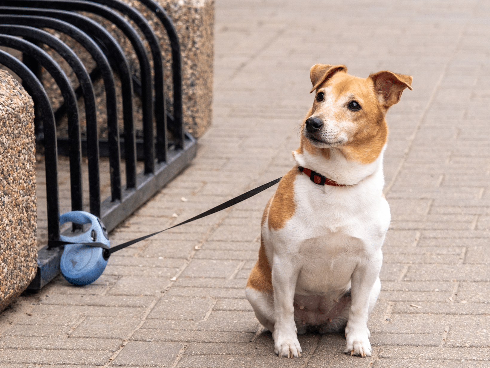 Mag mijn hond mee de Mediamarkt in?