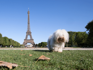 Mag mijn hond mee naar Frankrijk?