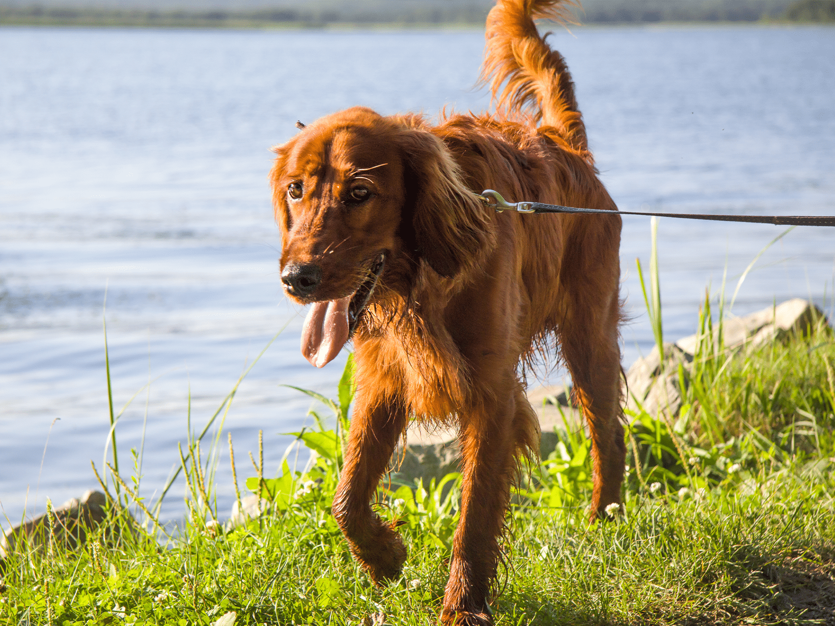 Mag de hond mee naar Schutterspark?