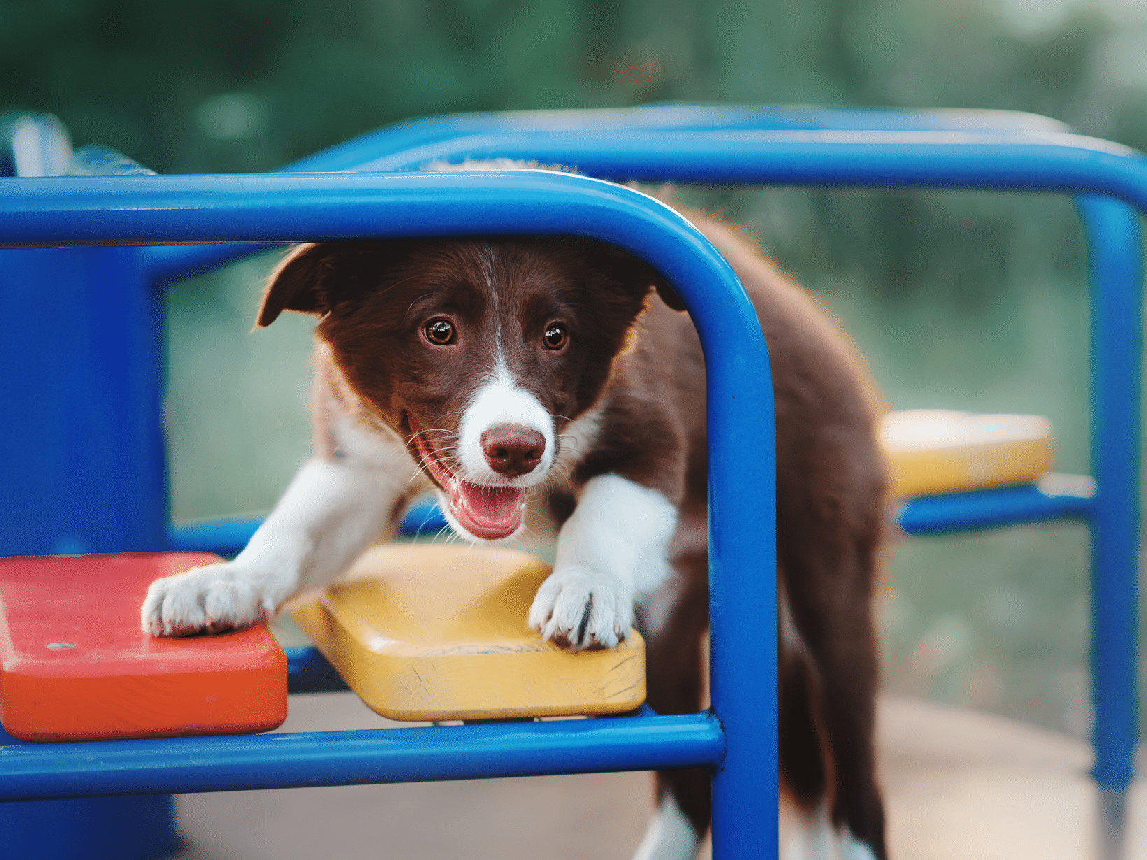 Speeltuin waar hond mee naartoe mag