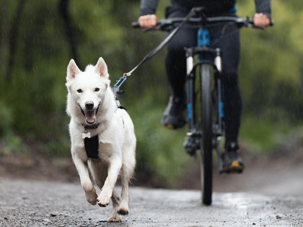Vanaf welke leeftijd mag je met een hond fietsen?