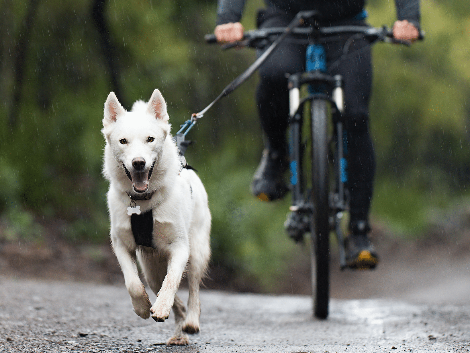Vanaf welke leeftijd mag je met een hond fietsen?