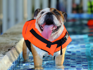 Waar mag je zwemmen met je hond?
