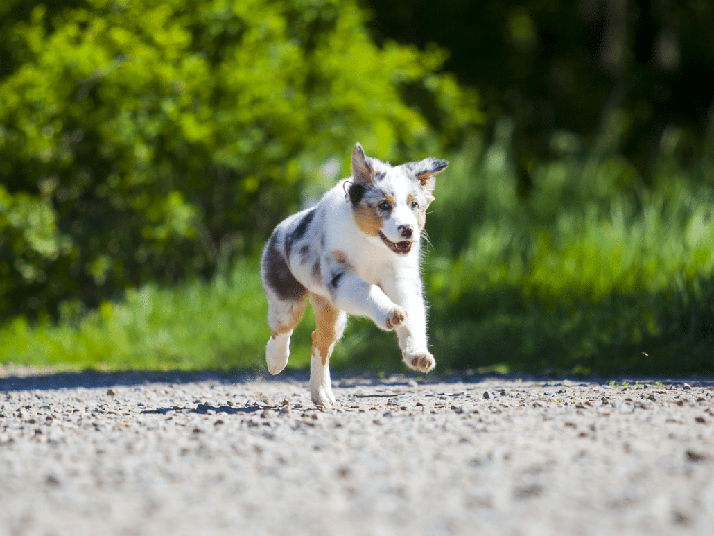 Wanneer mag een hond loslopen? Handige gids