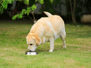 Wat mag een drachtige hond niet eten?