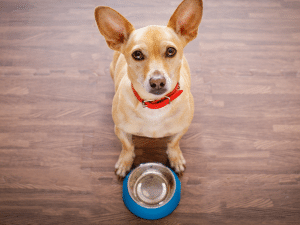 Wat mag een hond absoluut niet eten?